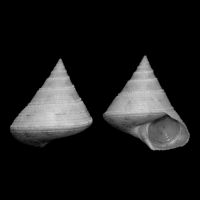 Calliostoma granulatum 